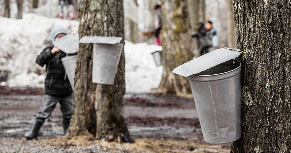 Le mot « cabane à sucre »