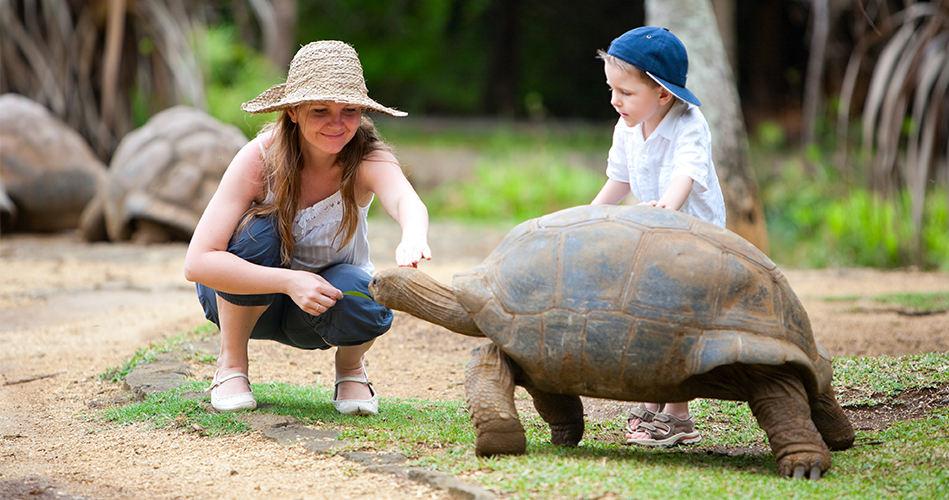 Le mot tortue