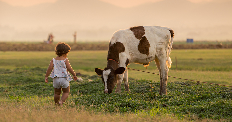 Le mot vache