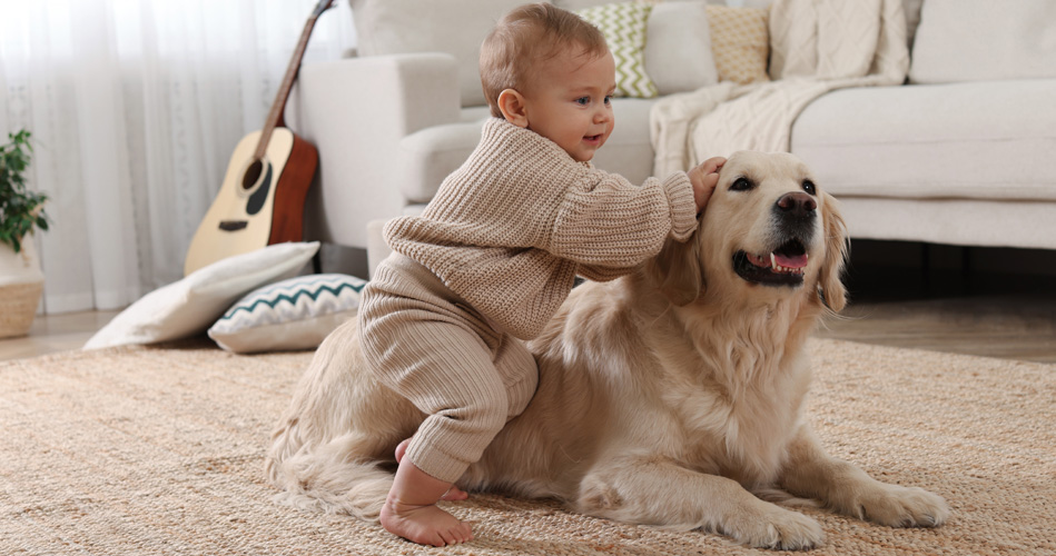 Le thème des chiens avec les 0 à 36 mois