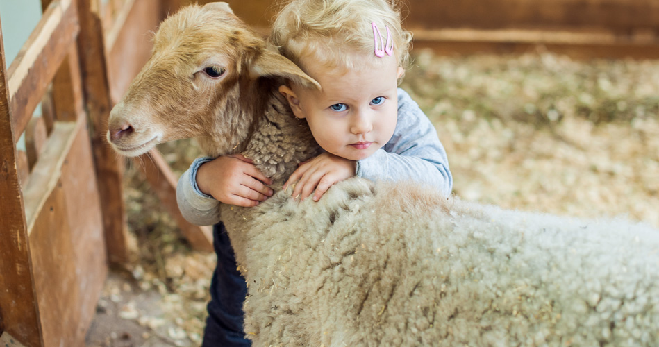 Le thème des moutons avec les 0 à 36 mois