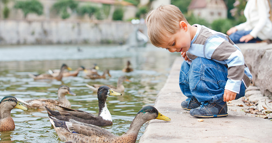 Les canards