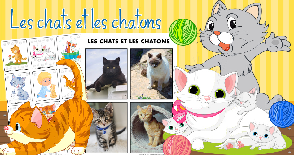 Chats et chatons