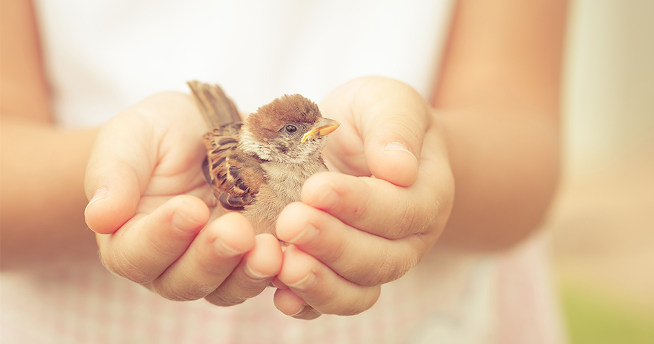 Les oiseaux du printemps - peinture à l'empreinte - enfant bébé loisir