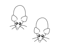 Modèle souris Modèle souris