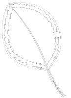 Modèles de feuilles