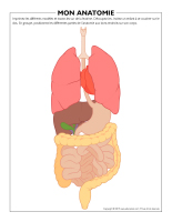 Explora anatomie squelette corps humain transparent, jeux educatifs