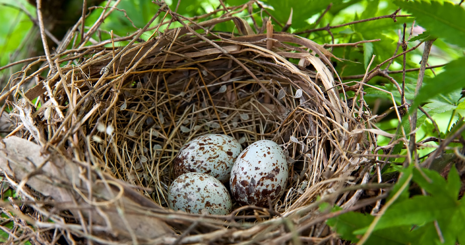 Nid d'oiseau Corde en coton, nid d'élevage d'hiver chaud fait à la