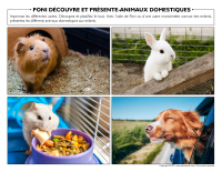 Poni découvre et présente-Animaux domestiques