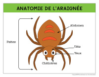 Poni decouvre et presente-Araignees-2