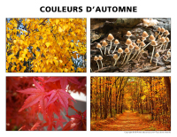 Poni découvre et présente-Couleurs d’automne