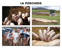 Poni découvre et présente-La porcherie