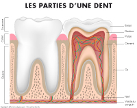 Poni découvre et présente-La santé dentaire