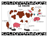 Poni découvre et présente-La vache