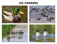 Poni découvre et présente-Les canards