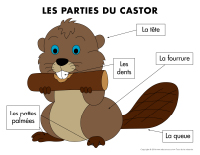 Poni découvre et présente-Les castors-1