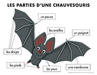 Poni découvre et présente-Les chauvesouris