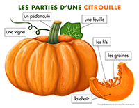 Poni découvre et présente-Les citrouilles