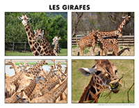 Poni découvre et présente-Les girafes