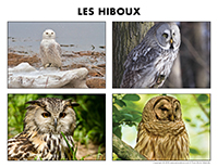 Poni découvre et présente-Les hiboux Poni découvre et présente-Les hiboux