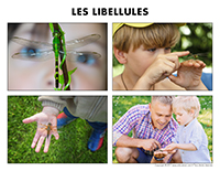 Poni découvre et présente-Les libellules Poni découvre et présente-Les libellules