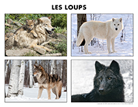 Poni découvre et présente-Les loups