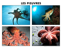 Poni découvre et présente-Les pieuvres Poni découvre et présente-Les pieuvres