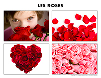 Poni découvre et présente-Les roses Poni découvre et présente-Les roses