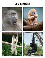 Poni découvre et présente-Les singes Poni découvre et présente-Les singes