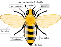 Poni présente - Les abeilles Poni présente - Les abeilles