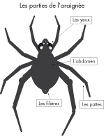 Poni présente - Les araignées Poni présente - Les araignées