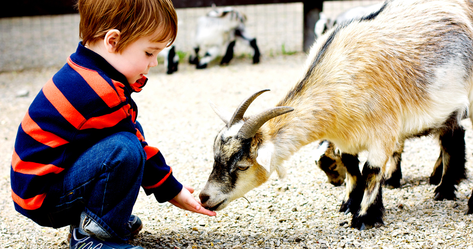 Que mangent les animaux?