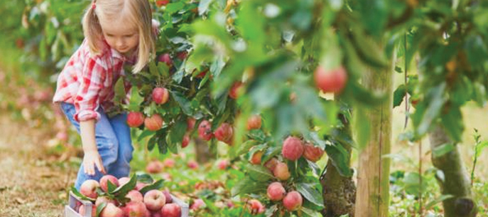 La cueillette des pommes