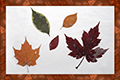 Tableau de feuilles sechees-2