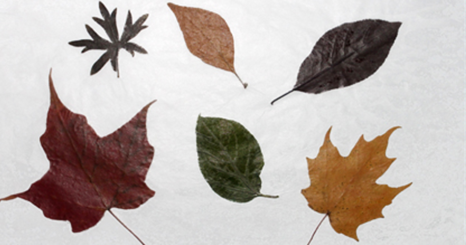 Tableau de feuilles séchées