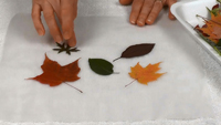 Tableau de feuilles séchées