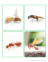 activite de tri-Fourmis