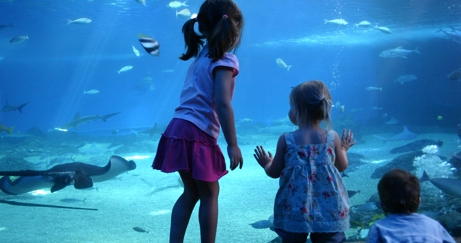 Les animaux marins expliqués aux enfants - En Cavale