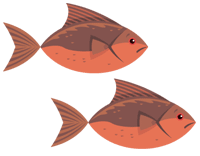 Modèles poisson en couleur