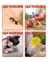 jeu d’images-Fourmis-1