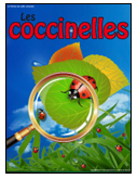 Coccinelles