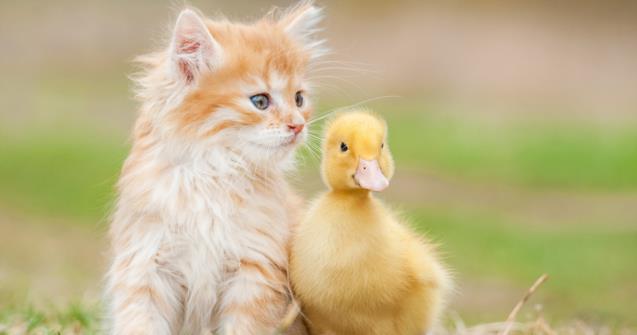 Animaux