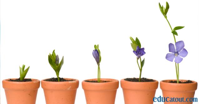 Les fleurs printanières