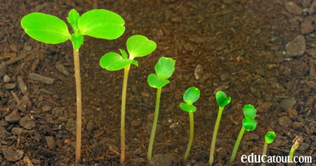 Les fleurs printanières (2)