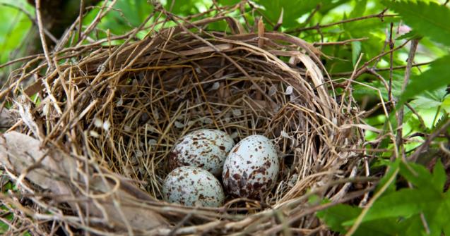 Un Nid D'oiseau Avec Des Oeufs Et Un Oiseau Posé Dessus.