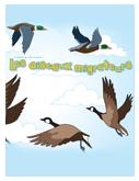 Oiseaux Migrateurs