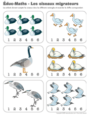 Ouvrir-éduc-maths – Les oiseaux migrateurs