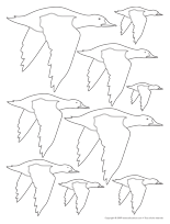 Ouvrir- modèles oiseaux migrateurs