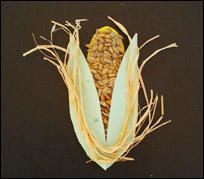 Collage de  maïs