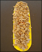 Ajoutez  des graines de tournesol en quantité en les pressant dans  la colle.